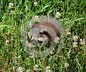 Baby  raccoon or racoon or common, North American, northern raccoon