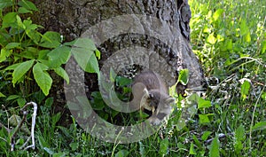 Baby  raccoon or racoon or common, North American, northern raccoon