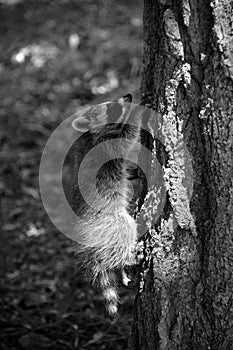 Baby  raccoon or racoon or common, North American, northern raccoon