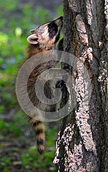 Baby  raccoon or racoon or common, North American, northern raccoon