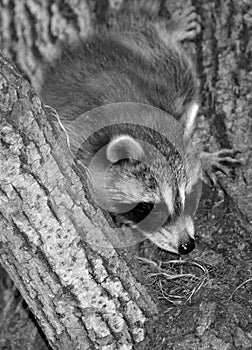 Baby  raccoon or racoon or common, North American, northern raccoon