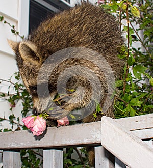 A baby raccoon smelling a pink flower on a railing.