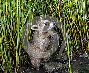 A baby raccoon standing on her hind legs.