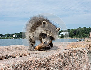 A baby raccoon standing on a piece of granite eating bread.