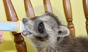 A baby raccoon sucking milk from a syringe.