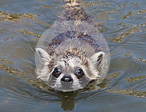 A baby raccoon swimming towards the camera.