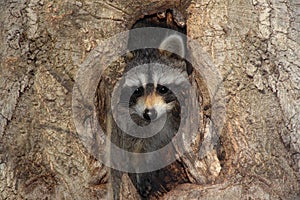 Baby Raccoon In A Tree