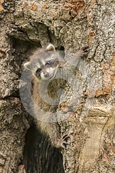 Baby Raccoon In A Tree