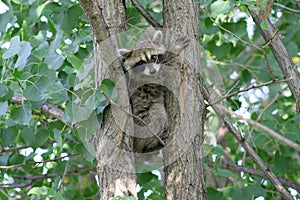 Baby Raccoon Between Tree Trunks
