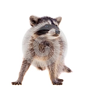 Baby raccoon on white background