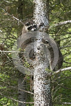 Baby raccoons