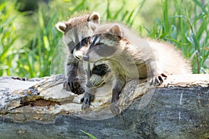 Baby raccoons