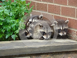 Baby Raccoons in the Garden