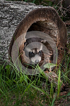 Baby Raccoons (Procyon lotor) Pokes Head out of Fallen Tree