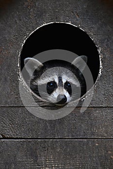 Baby racoon looking out from round house window