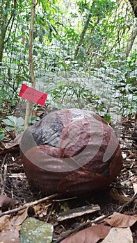 Baby Rafflesia arnoldii