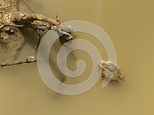 Baby Rana Tigrina resting by the side of tree root in the water raing its two eyes above the muddy water surface.