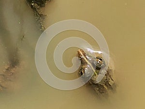 Baby Rana Tigrina resting by the side of tree root in the water raing its two eyes above the muddy water surface.