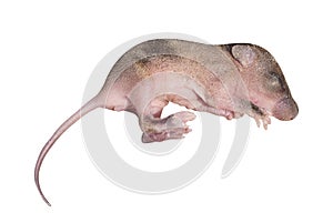 Baby rat isolated on white background with clipping path