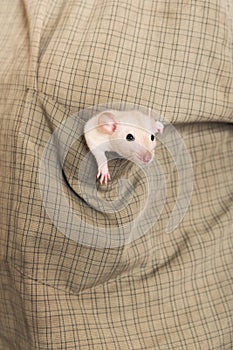 Baby rat in a shirt pocket