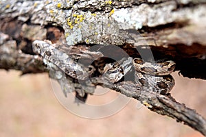 Baby rat snake