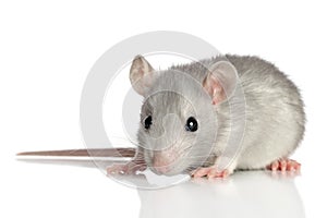 Baby rat on a white background