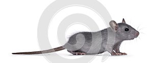 Baby rat on white background