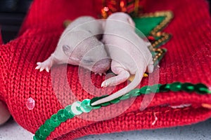 Baby rats on Christmas fabric. Symbol of 2020