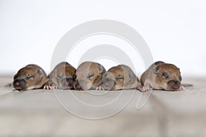 Baby Rats on wood plate