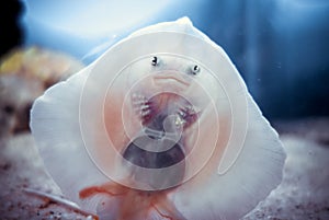 Baby ray fish face close-up view