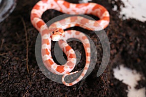 Baby red albino pet snake photo