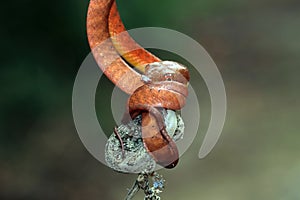 Baby red boiga snake on tree trying eat house gecko