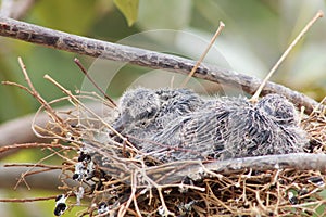 Baby Red Collared Dove in a nest on a tree