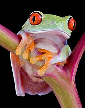 Baby red-eyed tree frog