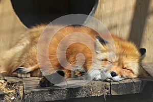 Baby red fox.