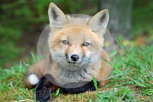 Baby Red Fox photo