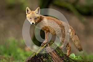 Baby red fox climbing on mossed stump in spring nature