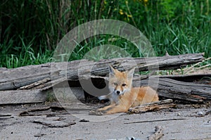 Baby Red Fox Kits near den