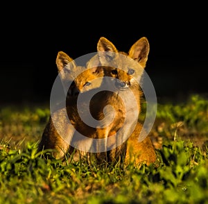 Baby red fox kits vulpes vulpes in morning light looking at camera