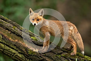 Baby red fox standing on wood in summertime nature