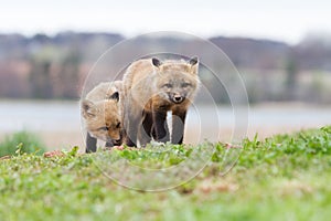 Baby red foxes