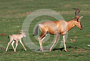 Baby Red Hartebeest Antelope