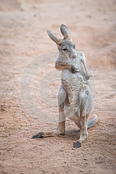 Baby Red Kangaroo scratching