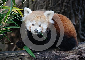 Baby red panda