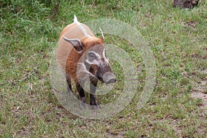 Baby Red River hog standing on a meadow - wildlife