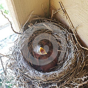 Baby American red robin birds in their nest wanting to eat