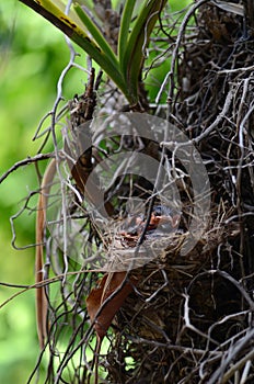 The baby red-whiskered bulbul birds in nest