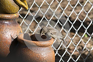 Juvenile red winged blackbird on fontain