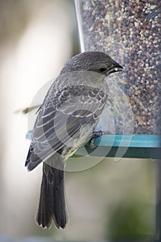 Juvenile red winged blackbird at feeder