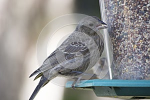 Juvenile red winged blackbird at feeder